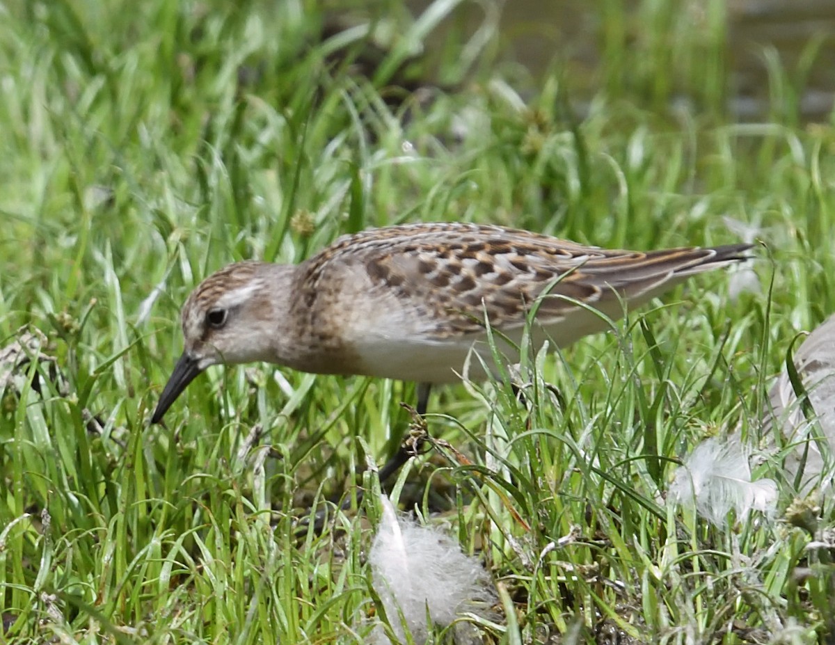 Semipalmated Sandpiper - ML640890955
