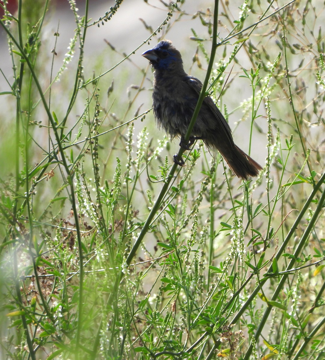 Blue Grosbeak - ML640891092