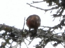 Red Crossbill - ML640891129