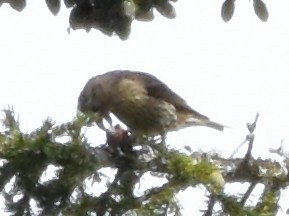 Red Crossbill - ML640891130
