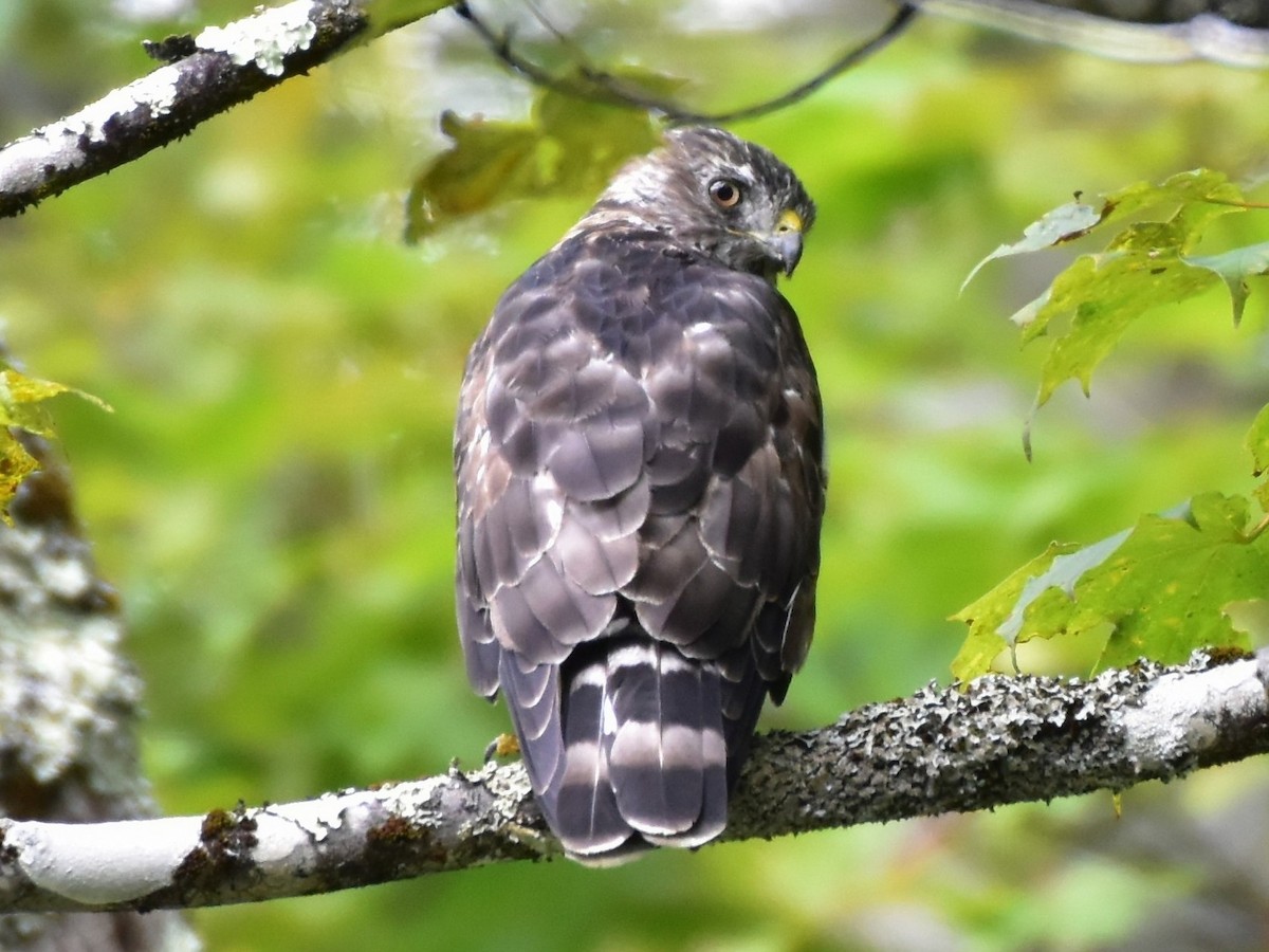 Broad-winged Hawk - ML640891181