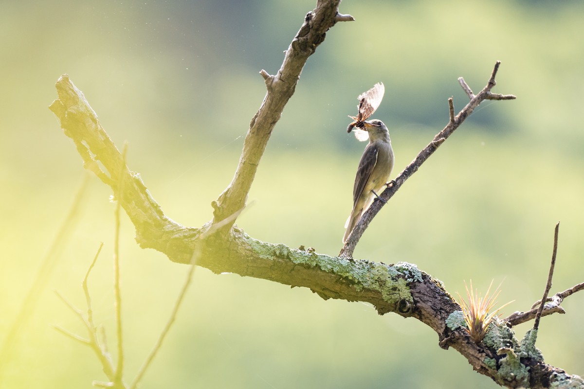 Greater Pewee - ML640891188