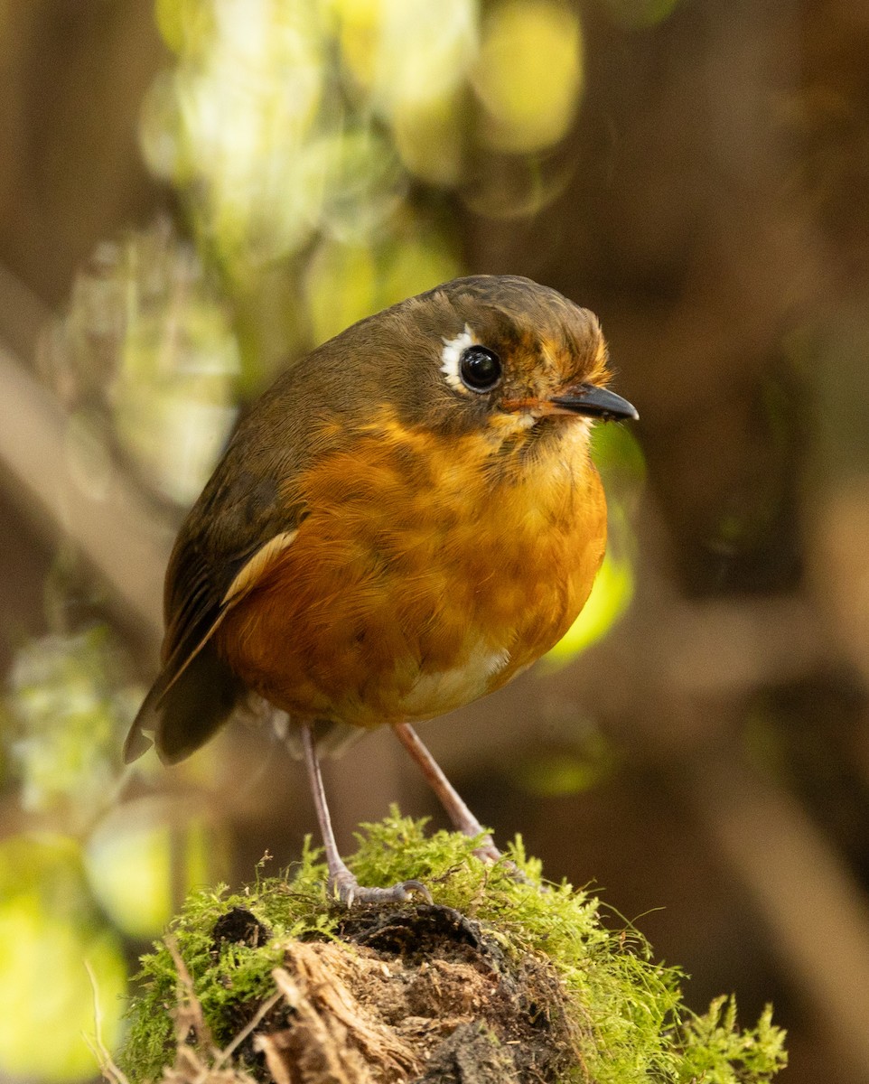 Leymebamba Antpitta - ML640891203