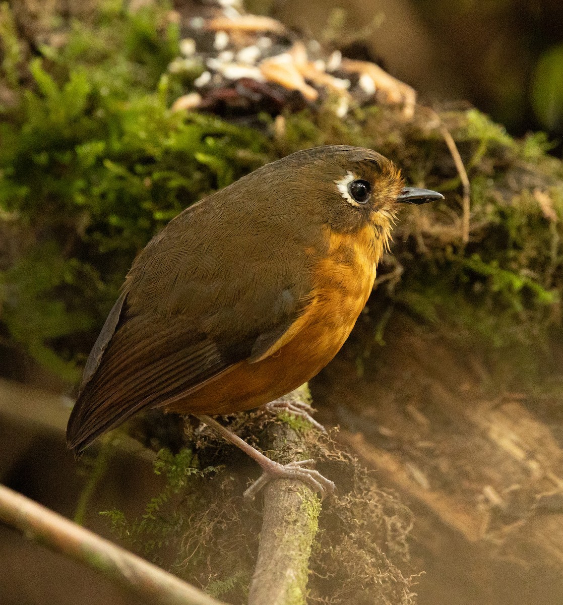 Leymebamba Antpitta - ML640891204