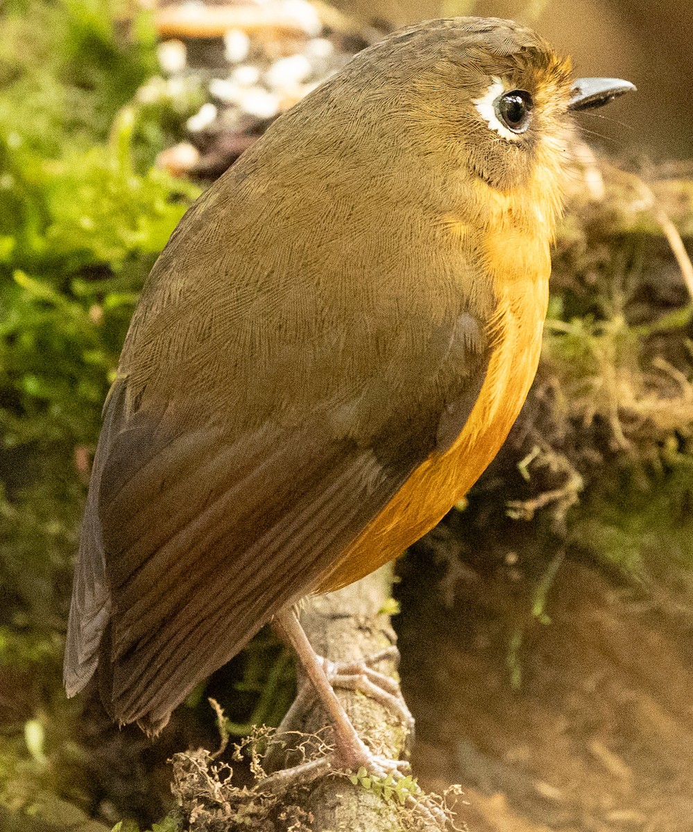 Leymebamba Antpitta - ML640891205