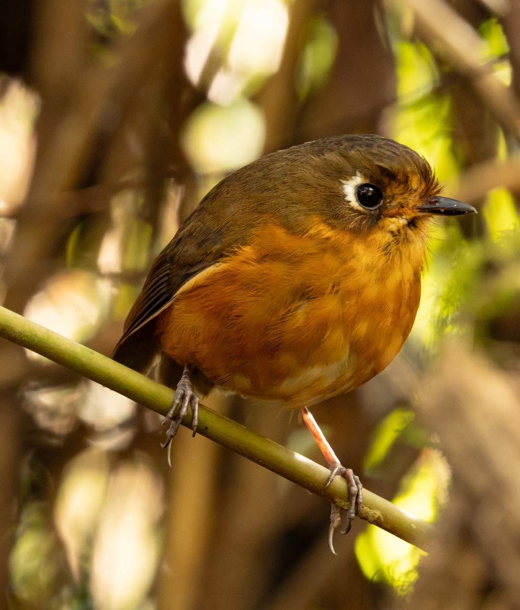 Leymebamba Antpitta - ML640891207