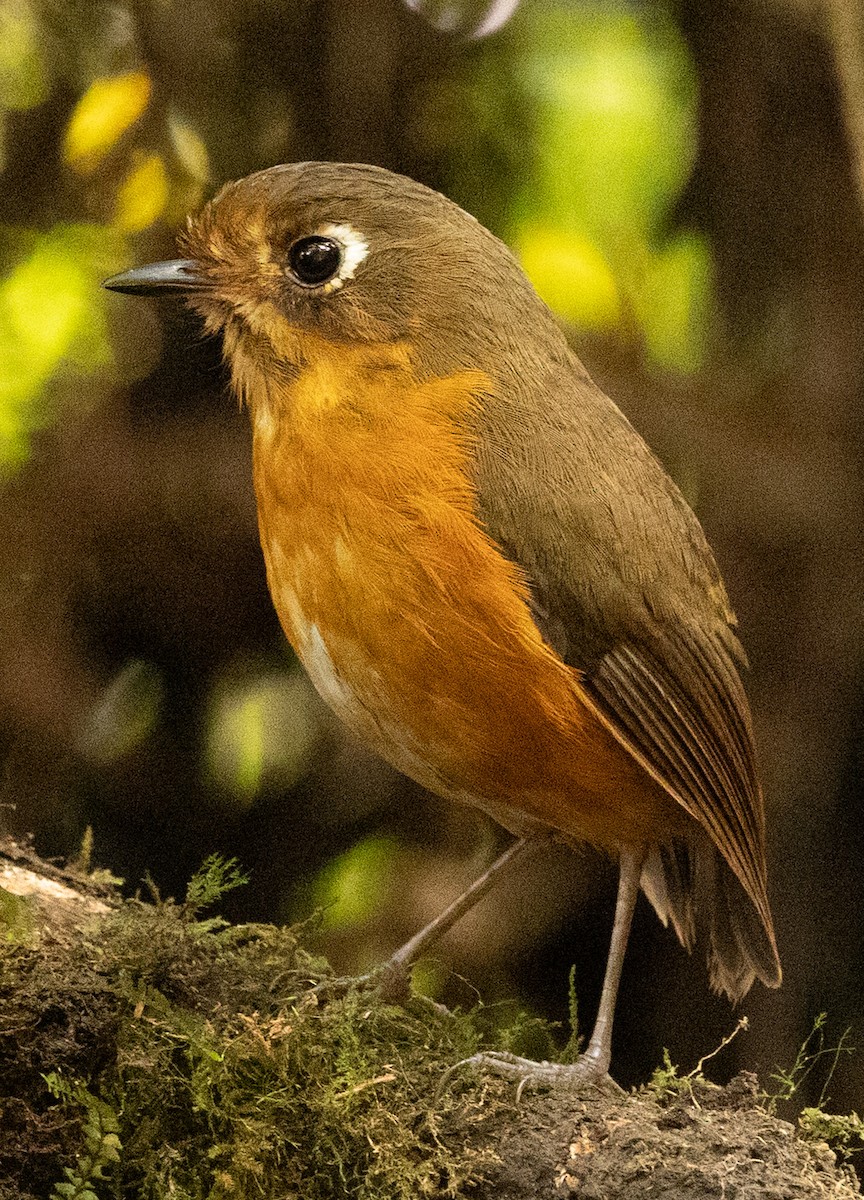 Leymebamba Antpitta - ML640891208