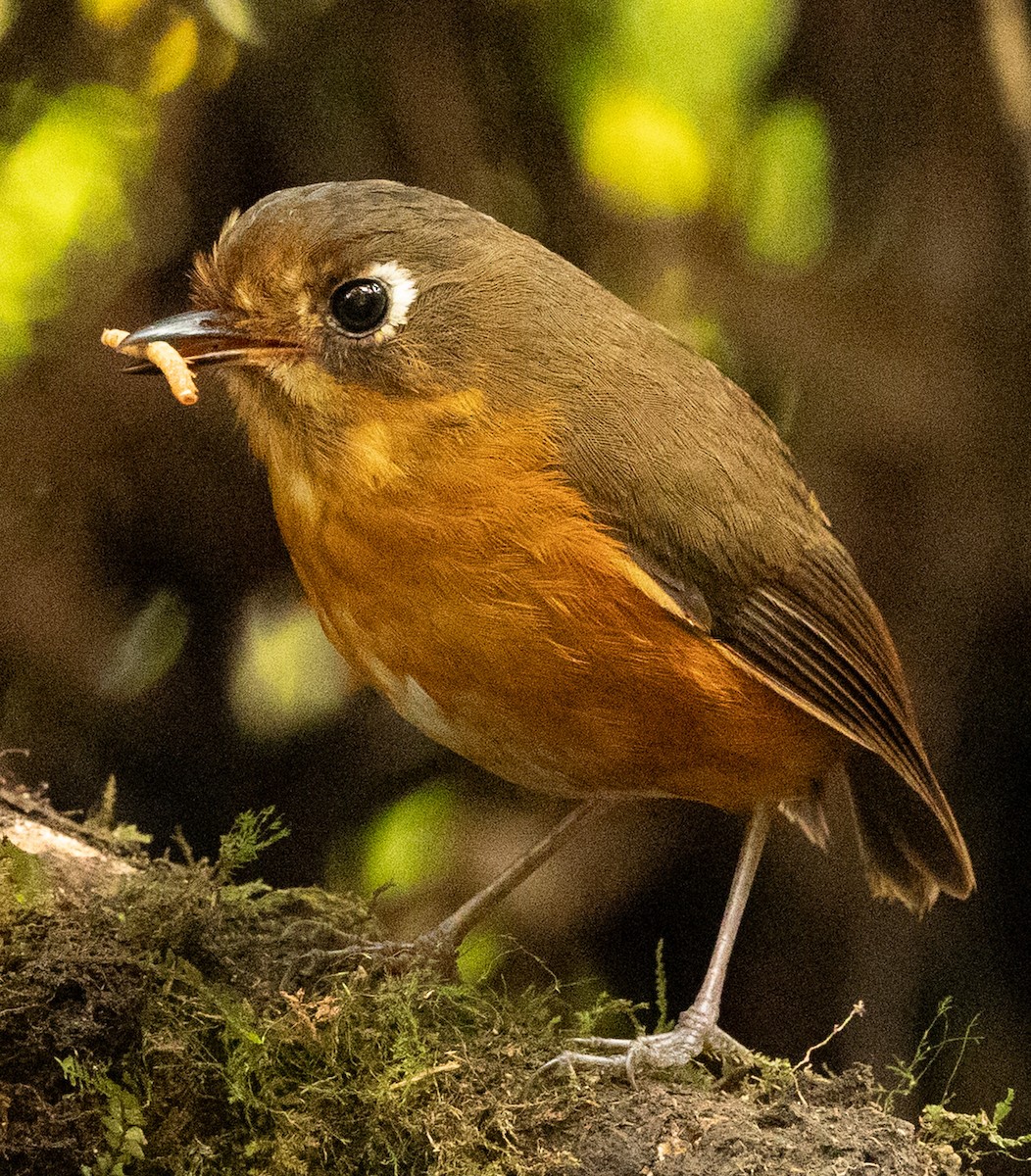 Leymebamba Antpitta - ML640891209