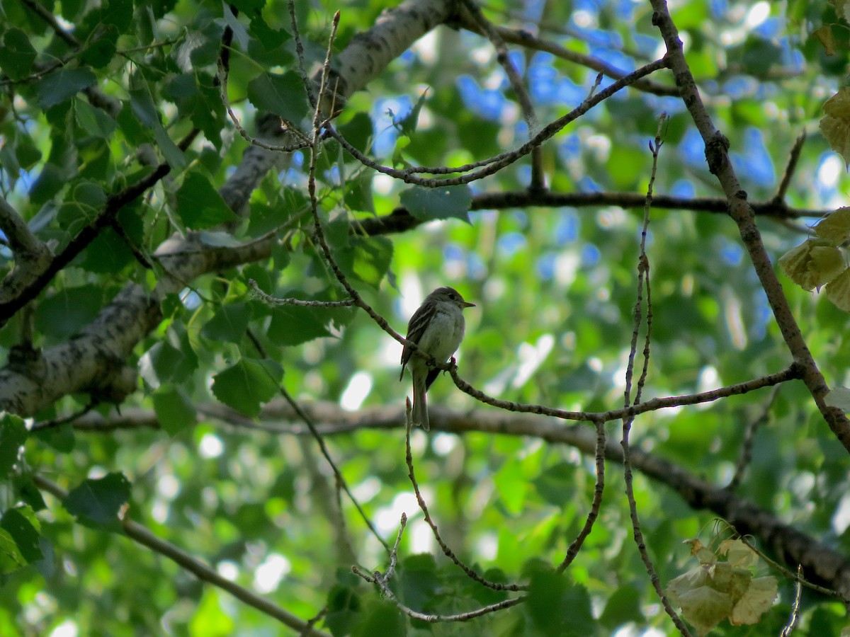 Least Flycatcher - ML64089121