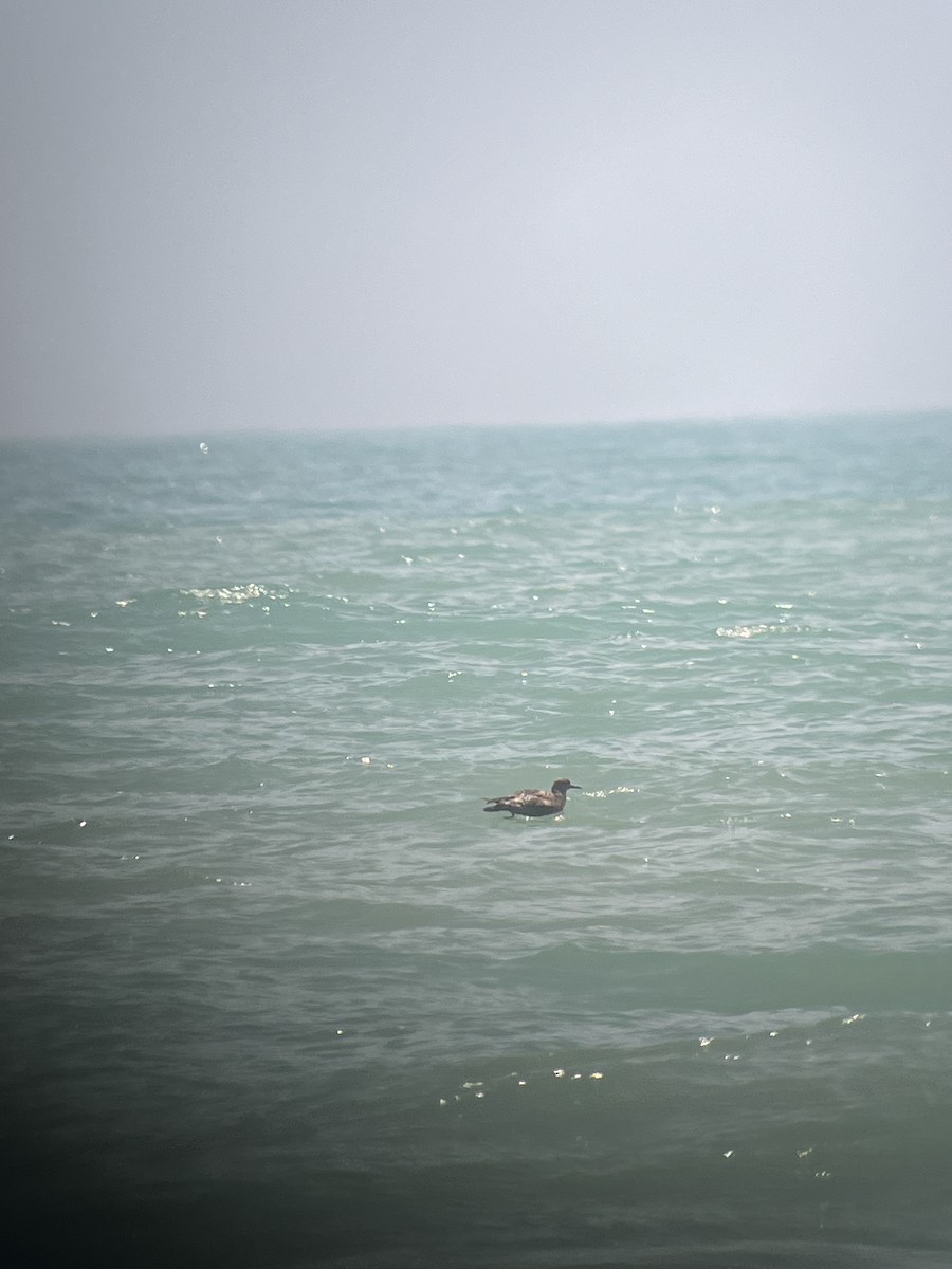 Sooty Shearwater - ML640891226
