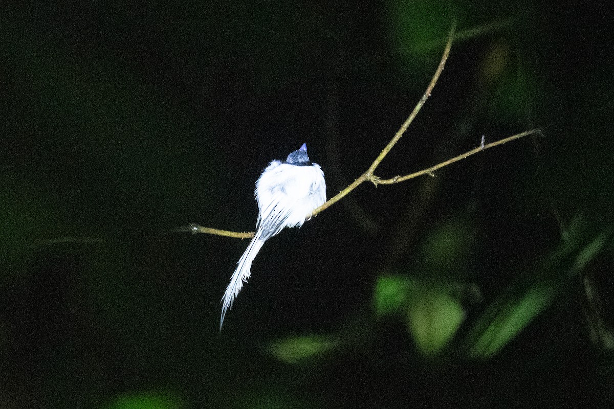 Blyth's Paradise-Flycatcher - ML640891235