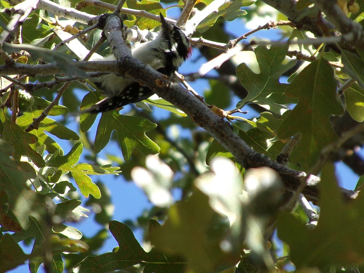 Downy Woodpecker - ML640891245