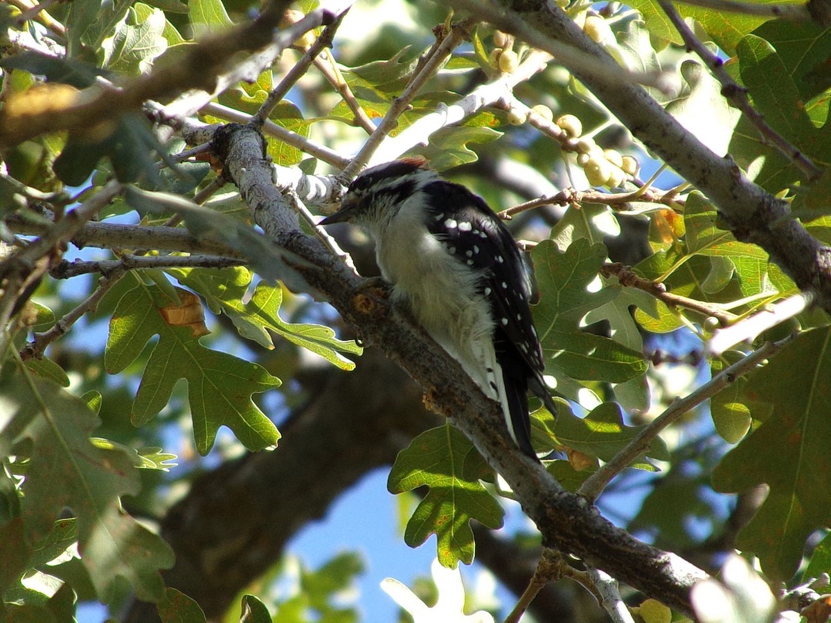 Downy Woodpecker - ML640891246