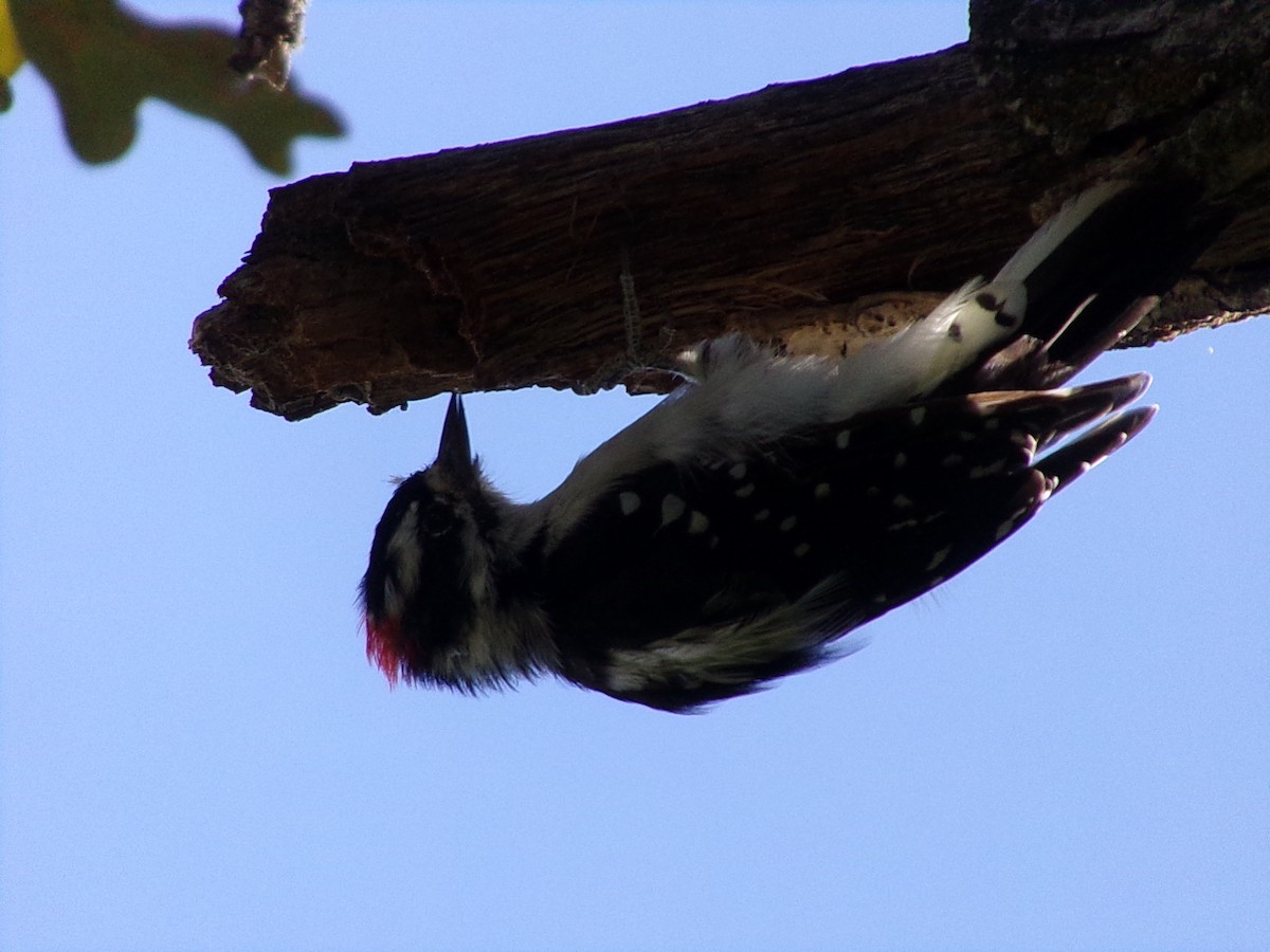 Downy Woodpecker - ML640891247