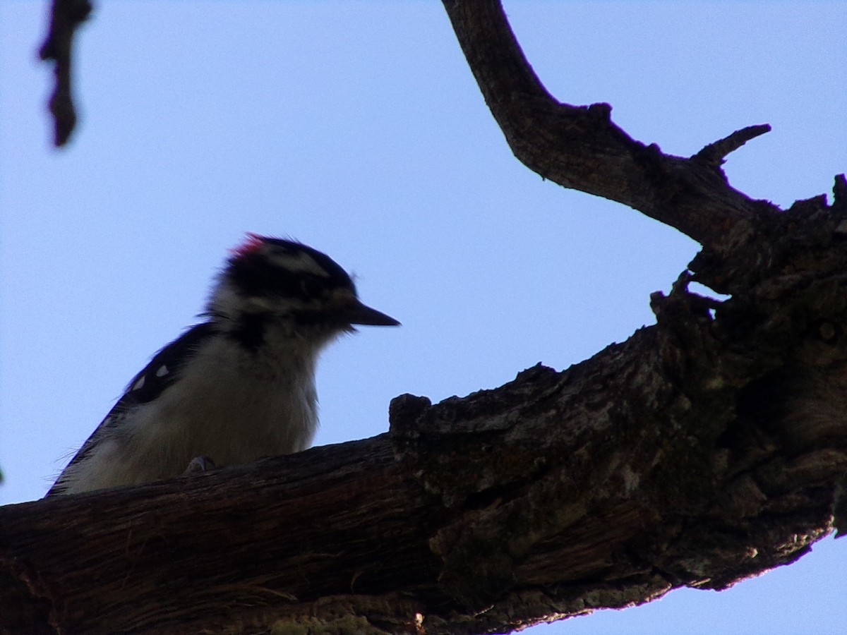 Downy Woodpecker - ML640891248