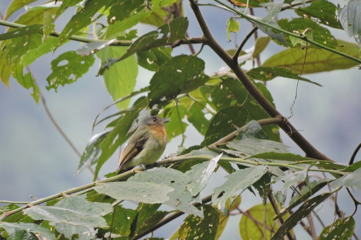 Rufous-breasted Flycatcher - ML640891263