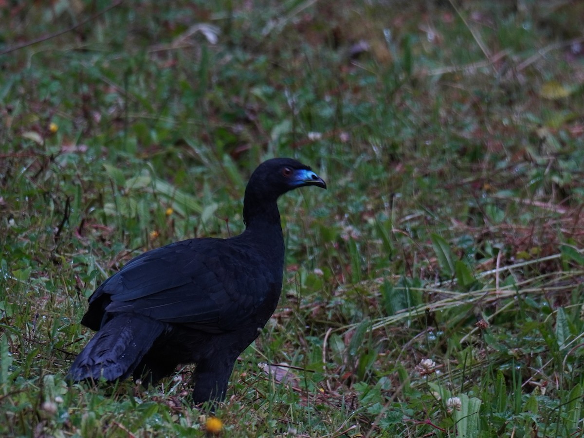 Schwarzguan - ML640891271