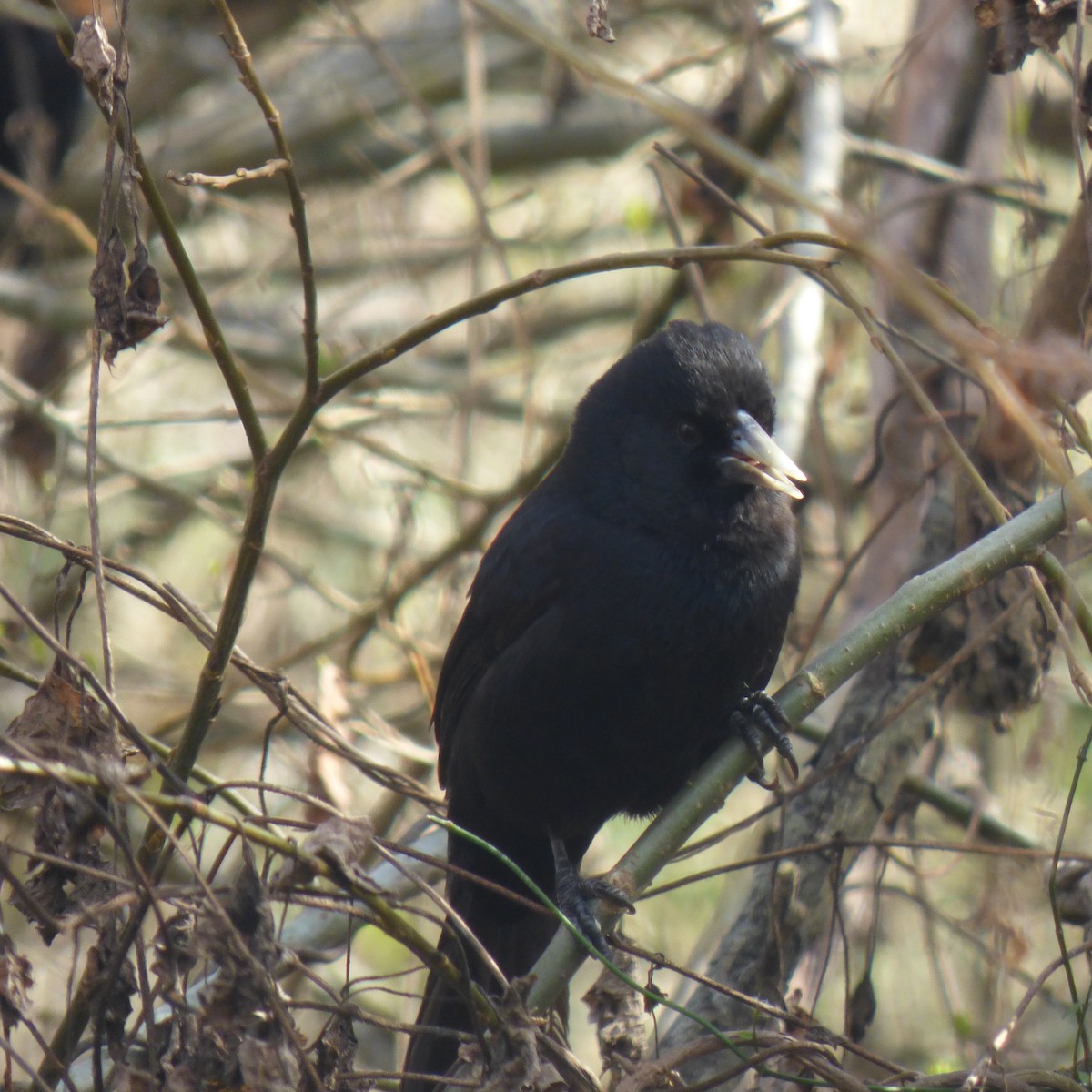 Solitary Black Cacique - ML640891275
