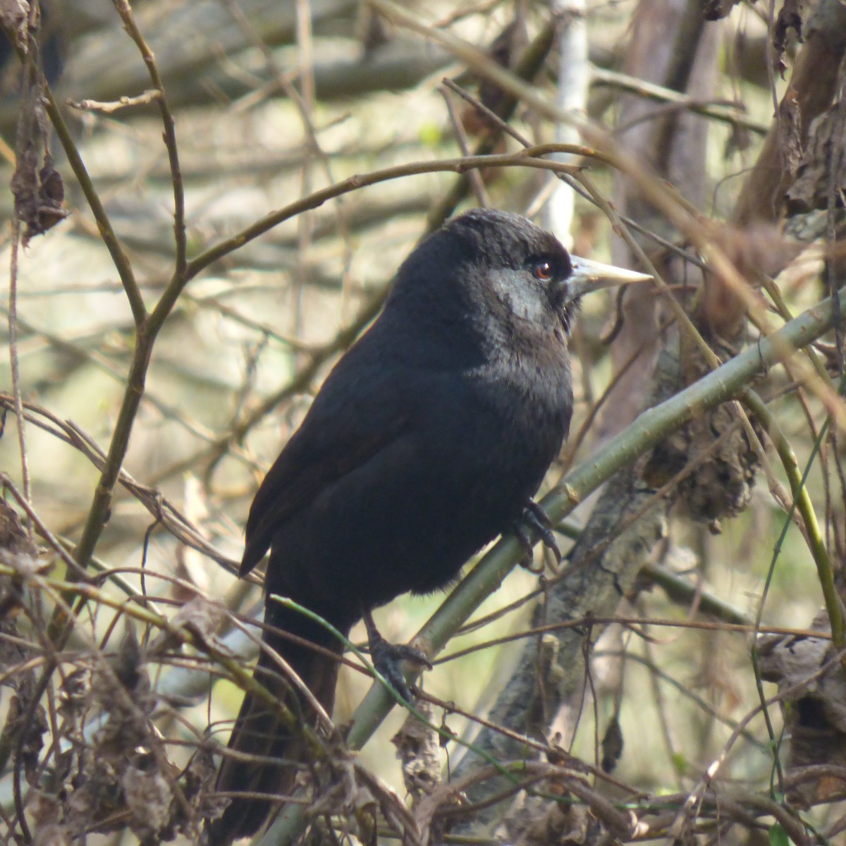 Solitary Black Cacique - ML640891276