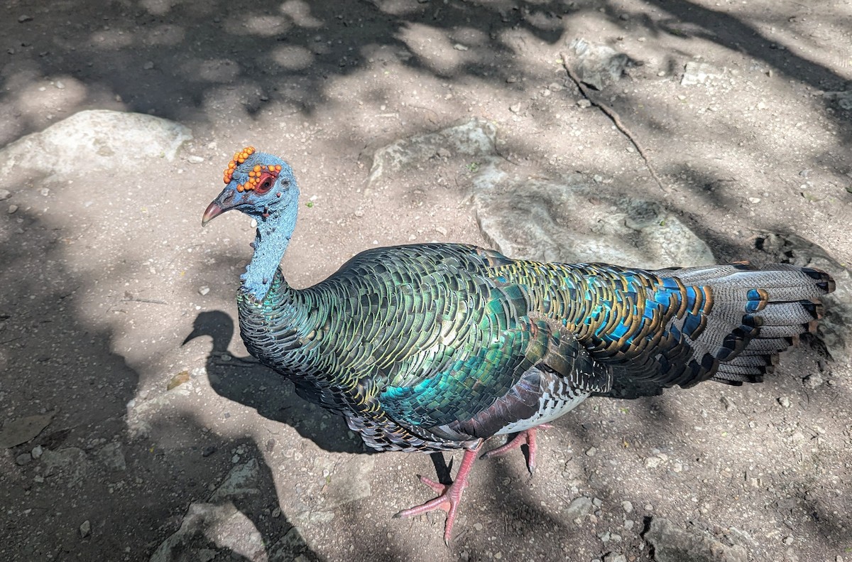 Ocellated Turkey - ML640891277