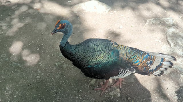 Ocellated Turkey - ML640891278