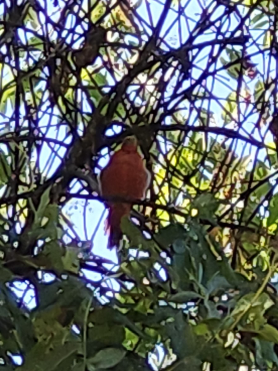 Summer Tanager - ML640891319