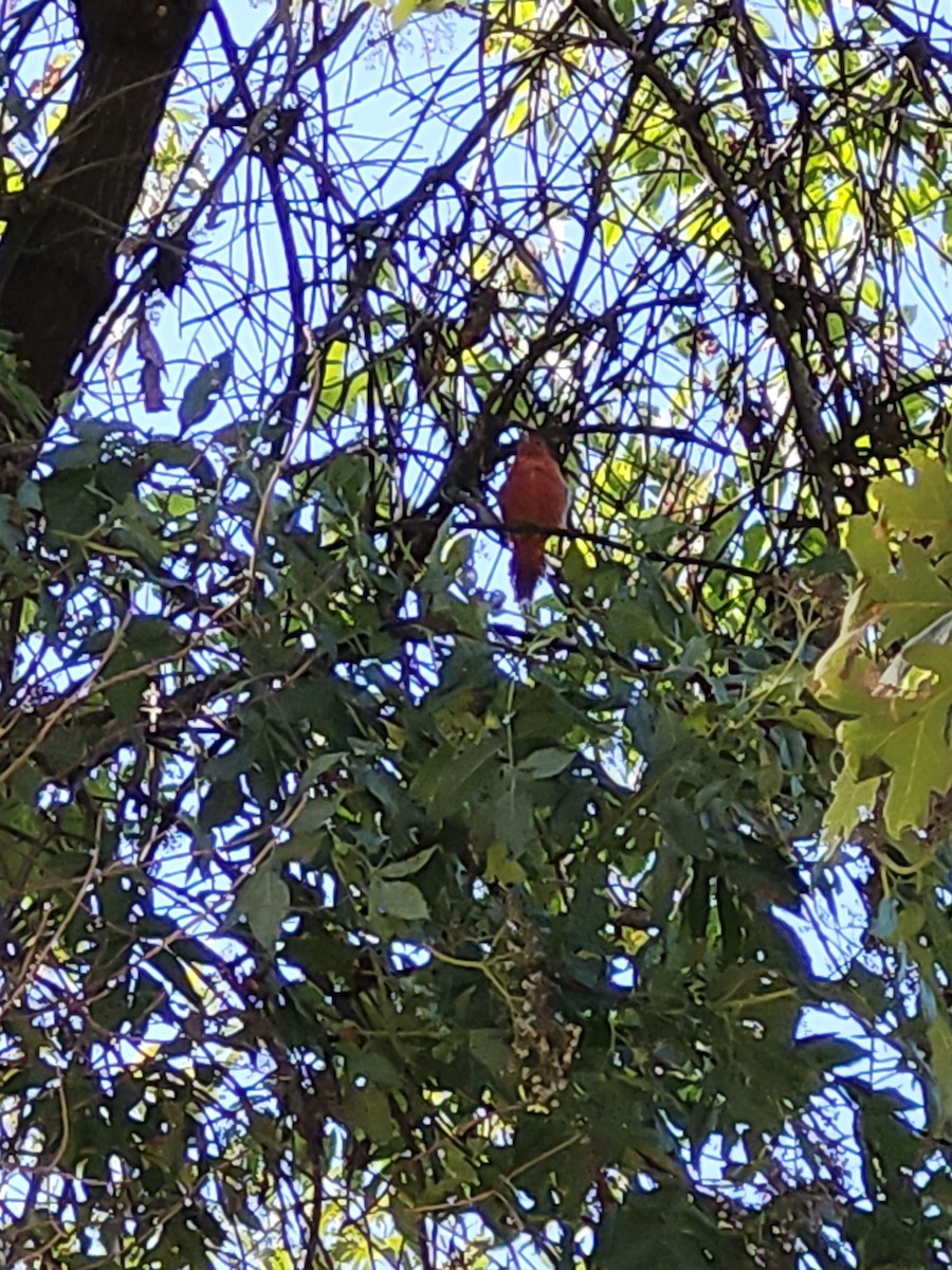 Summer Tanager - ML640891320