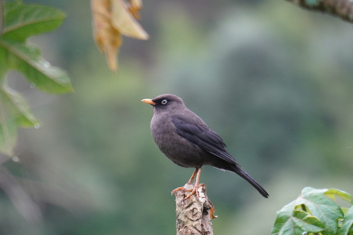 Sooty Thrush - ML640891386