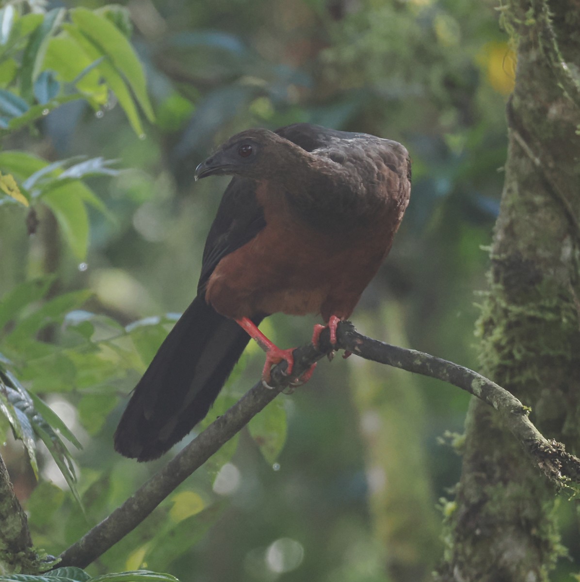 カマバネシャクケイ - ML640891394