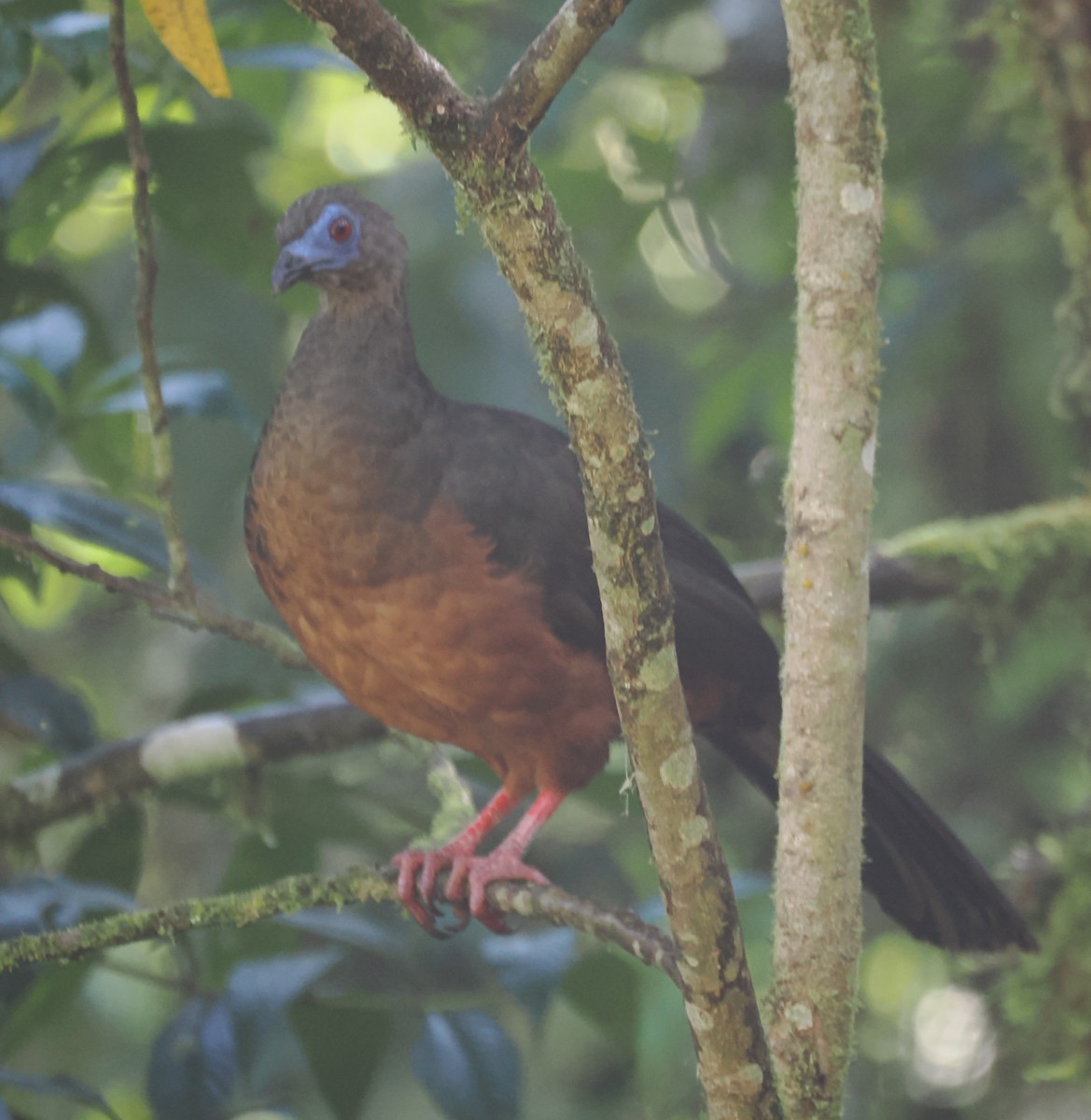 カマバネシャクケイ - ML640891395
