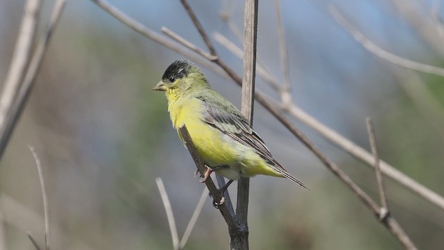 Lesser Goldfinch - ML640891432