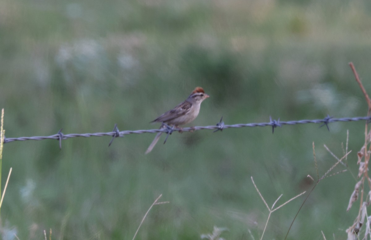 Chipping Sparrow - ML640891466