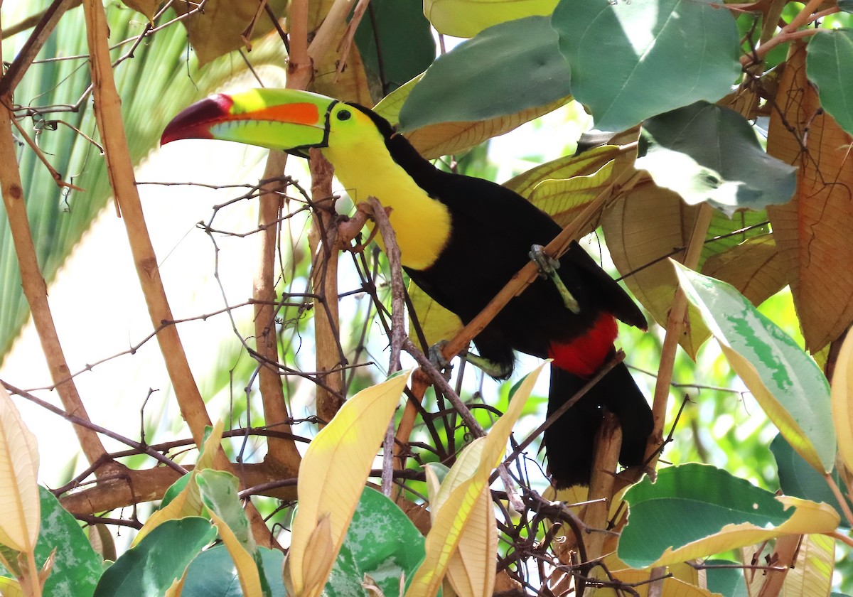 Keel-billed Toucan - ML640891478