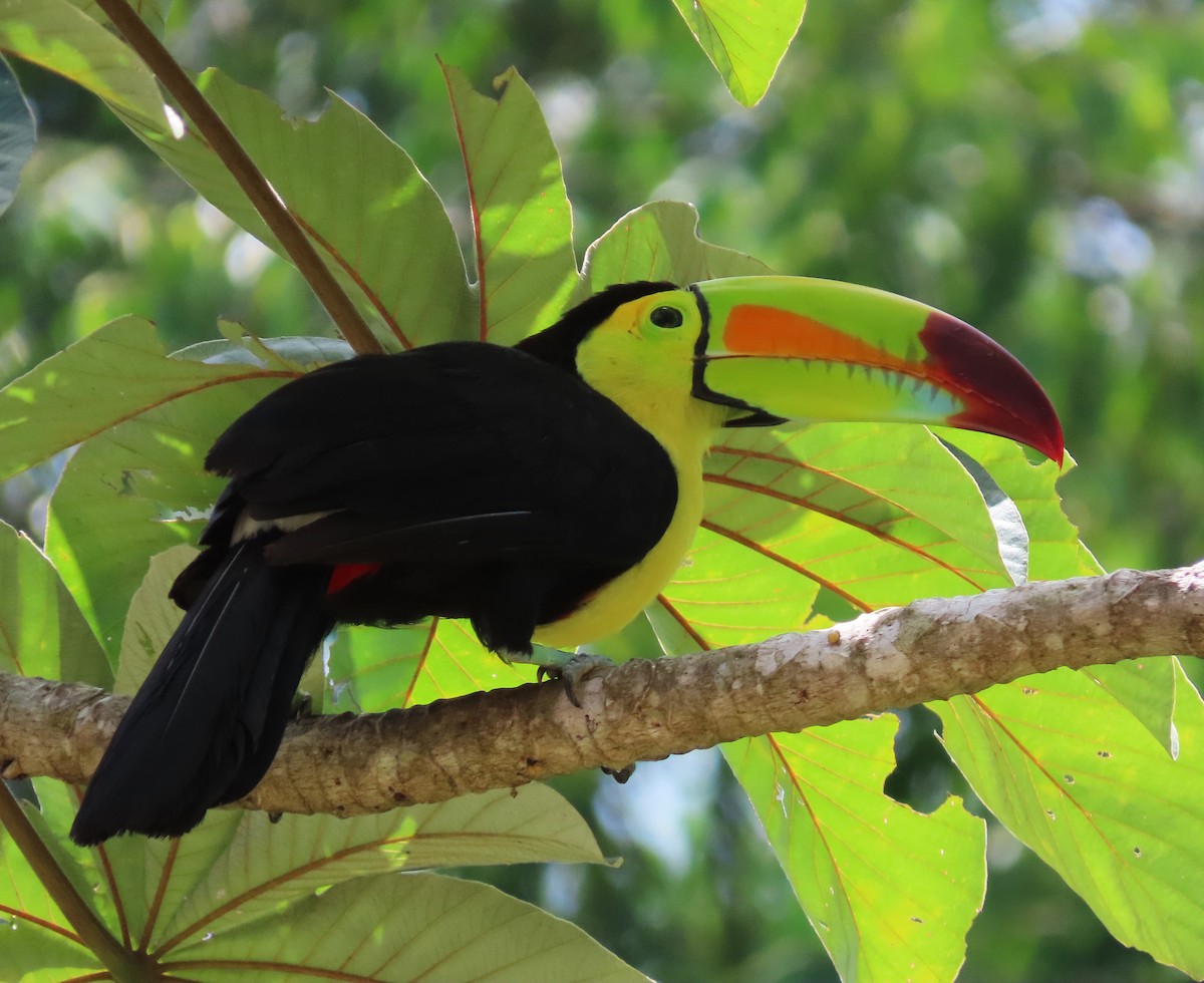Keel-billed Toucan - ML640891479