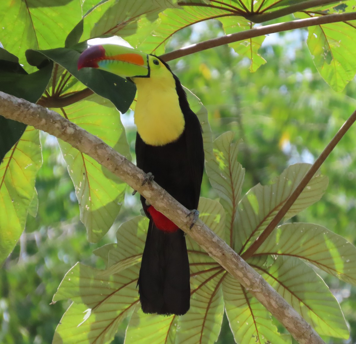 Keel-billed Toucan - ML640891480