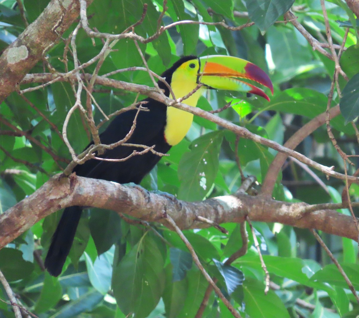 Keel-billed Toucan - ML640891481