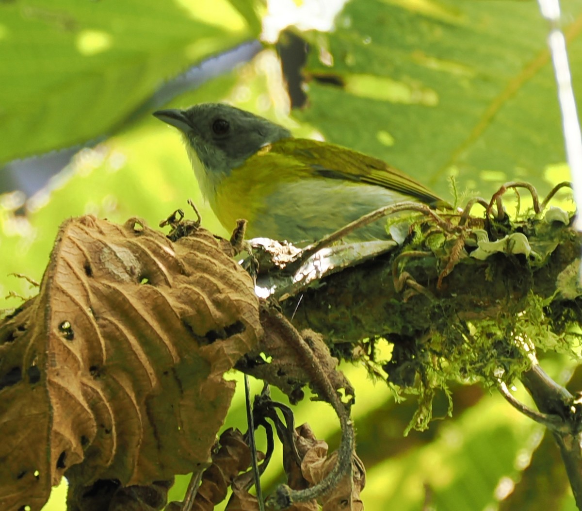 Ashy-throated Chlorospingus - ML640891482
