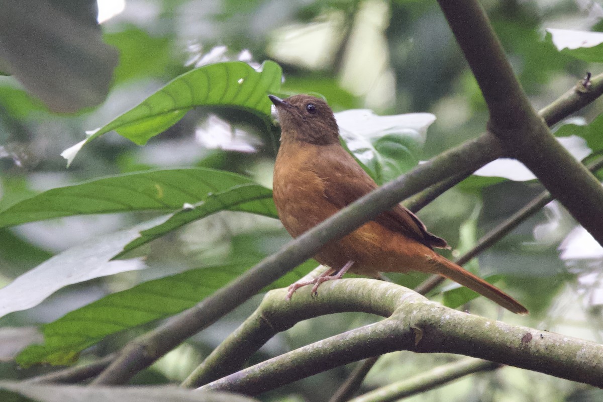 Rufous Flycatcher-Thrush - ML640891495
