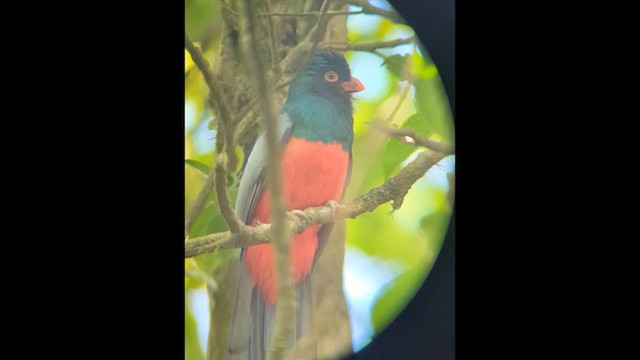 Slaty-tailed Trogon - ML640891498