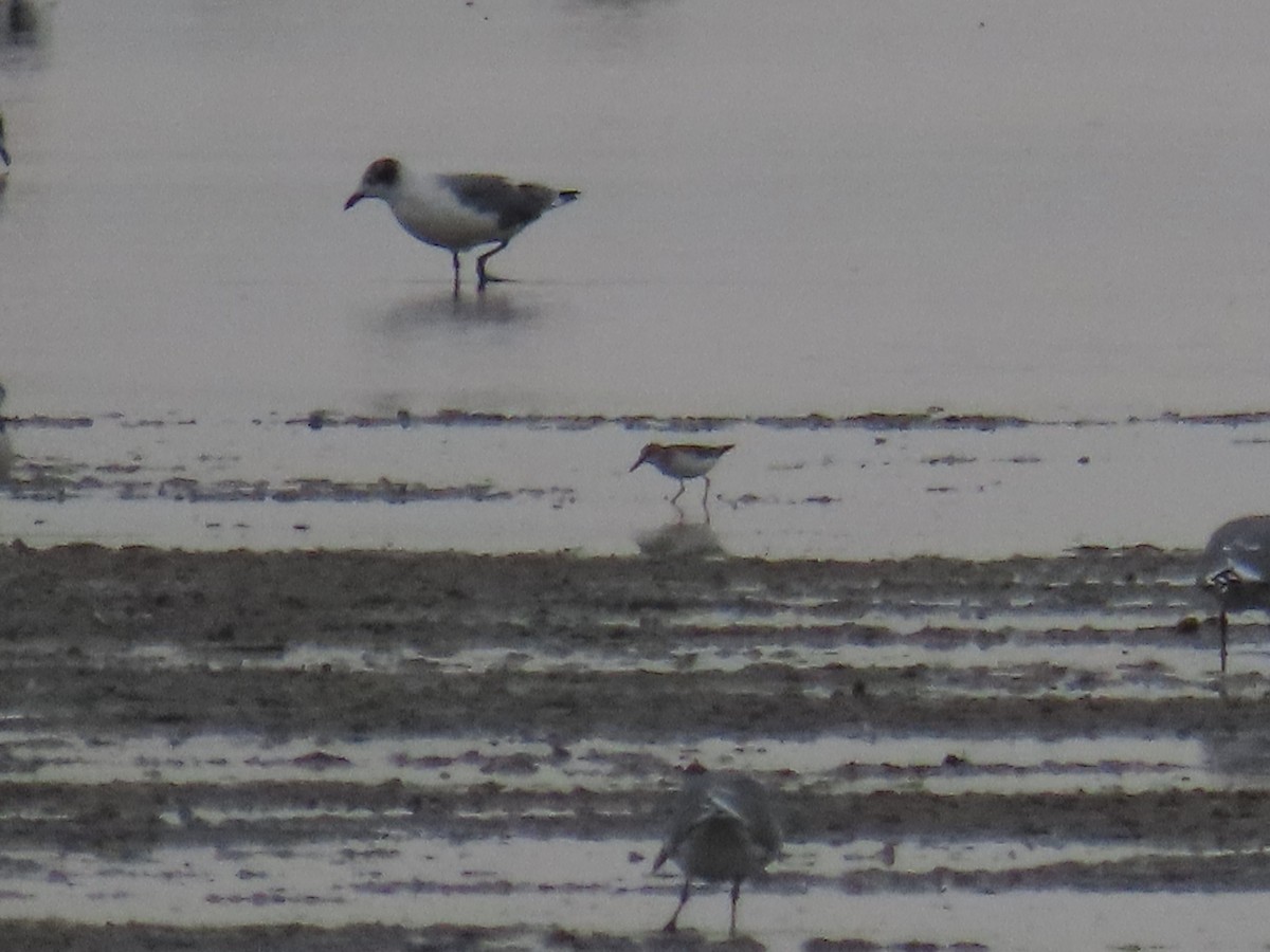 Semipalmated Sandpiper - ML640891510