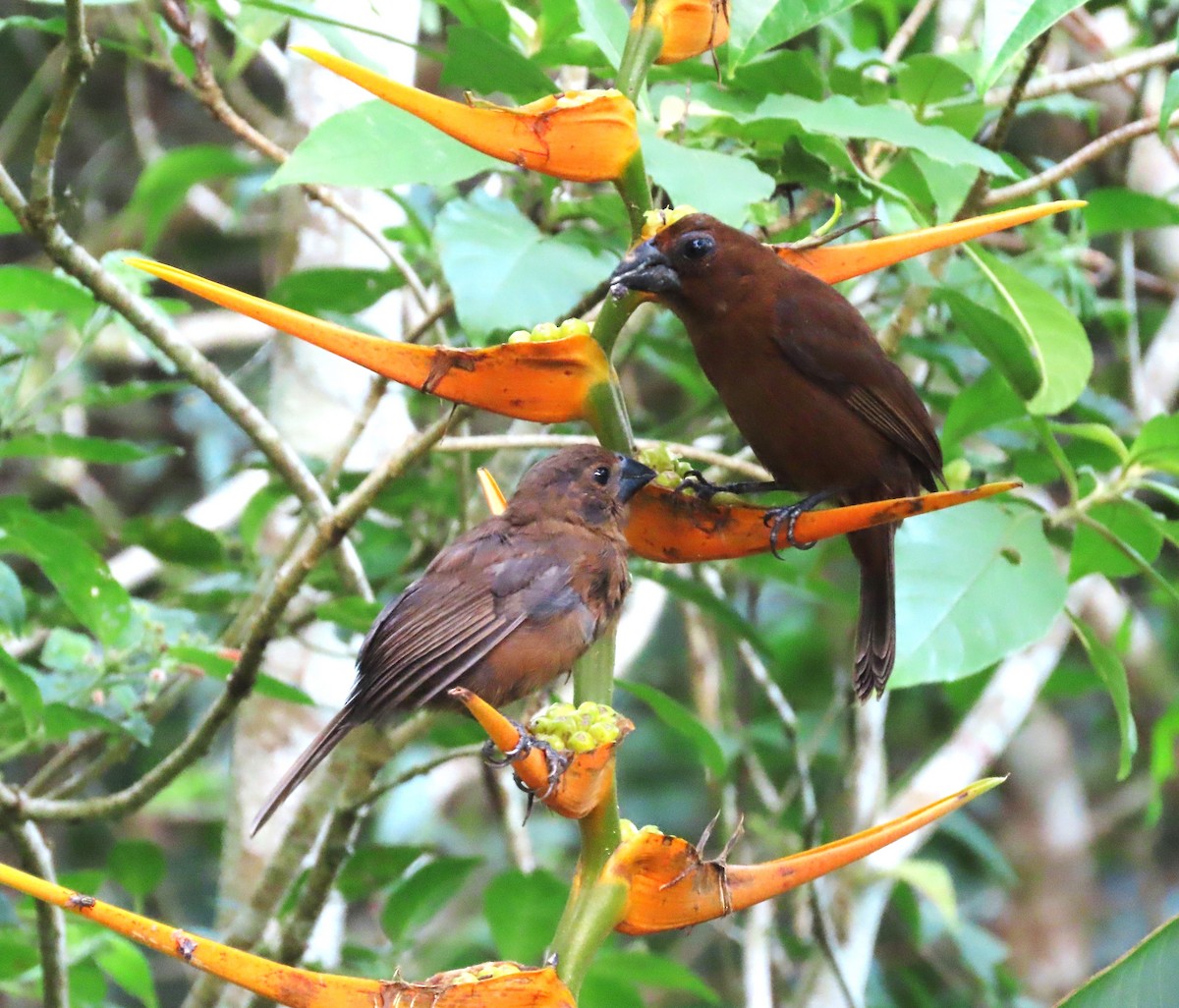 Blue-black Grosbeak - ML640891516