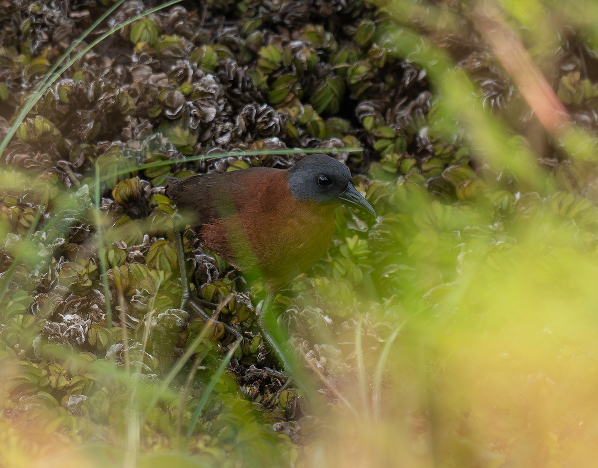 Ruddy Crake - ML640891529