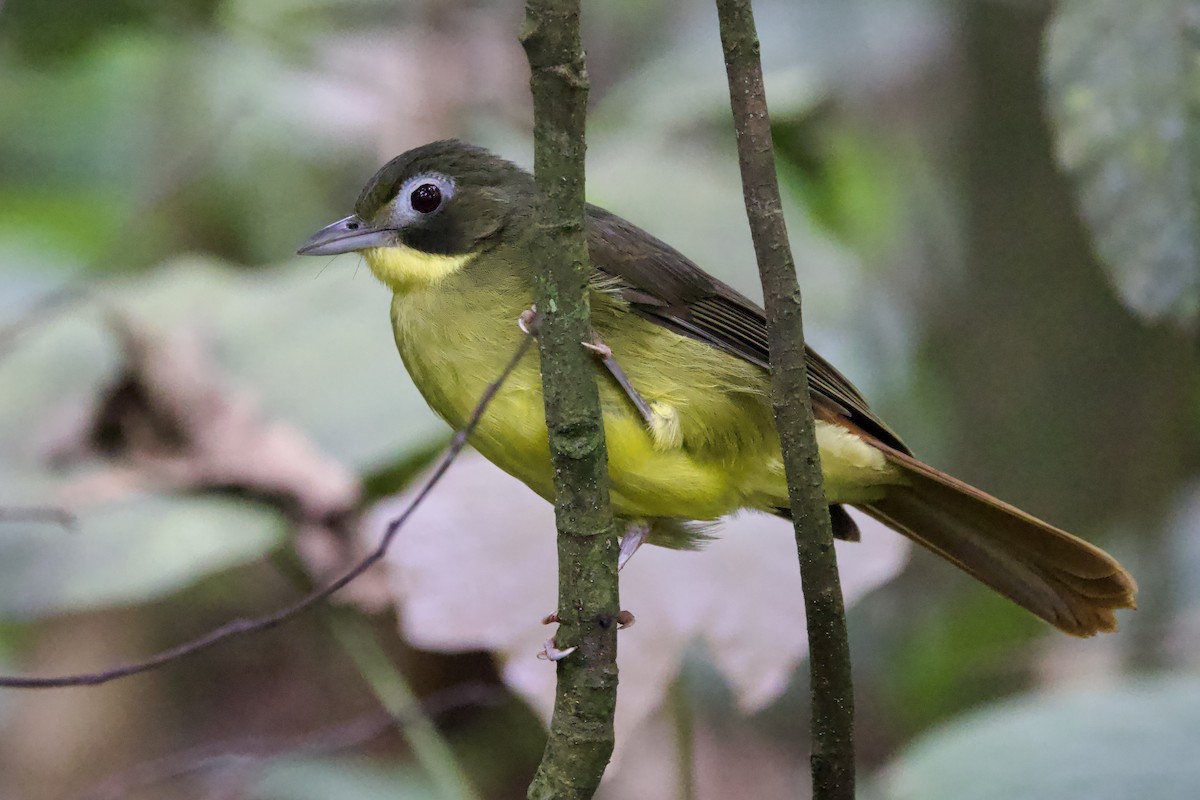 Red-tailed Bristlebill - ML640891532