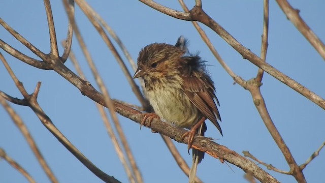 Song Sparrow - ML640891535