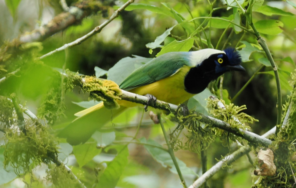 Green Jay (Inca) - ML640891557