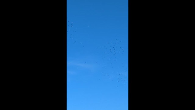 ヒメコンドル - ML640891568