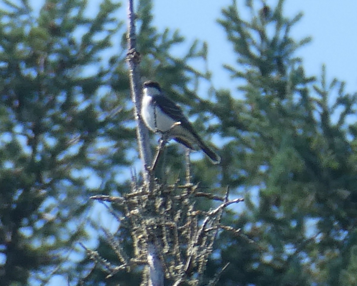 Eastern Kingbird - ML640891572