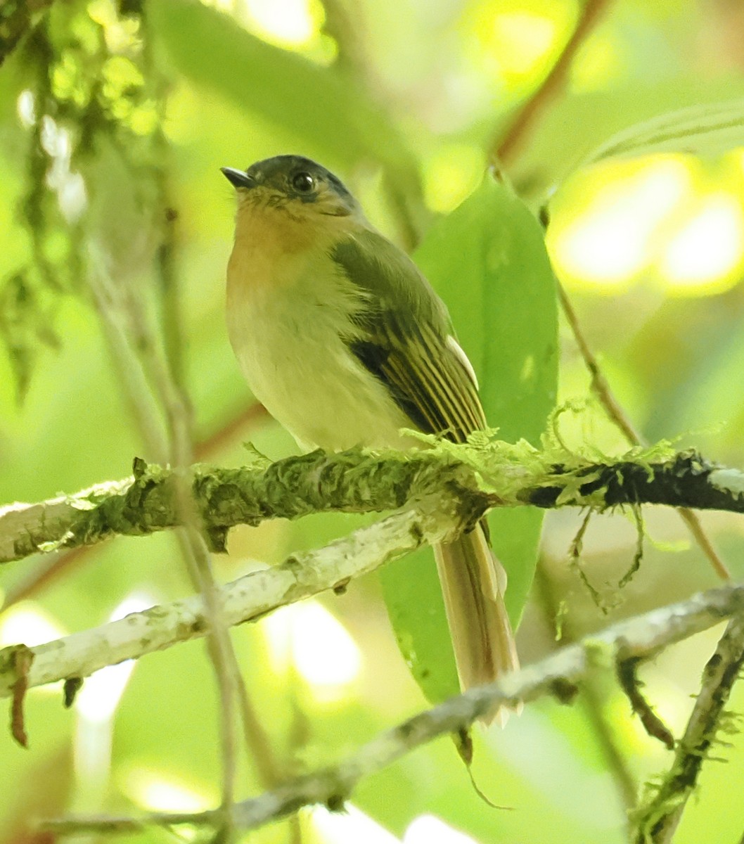Rufous-breasted Flycatcher - ML640891580