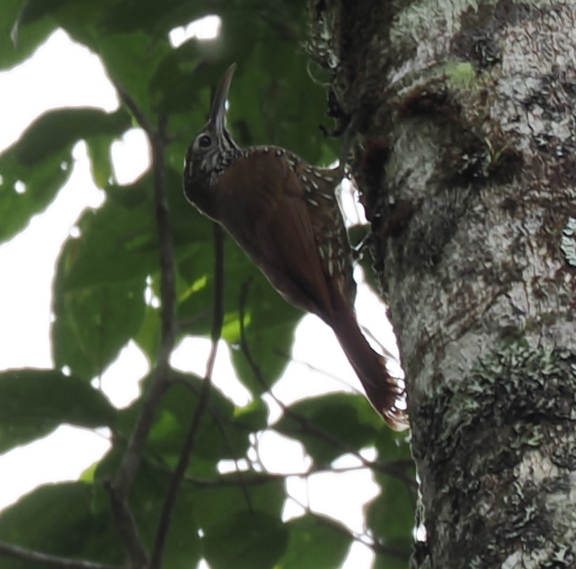 Montane Woodcreeper - ML640891586