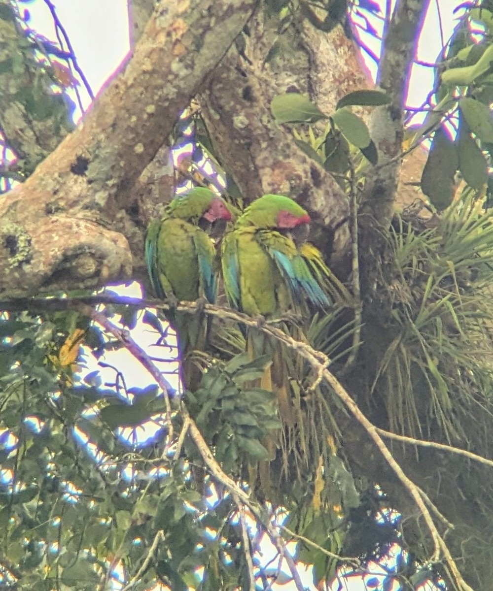 Great Green Macaw - ML640891596
